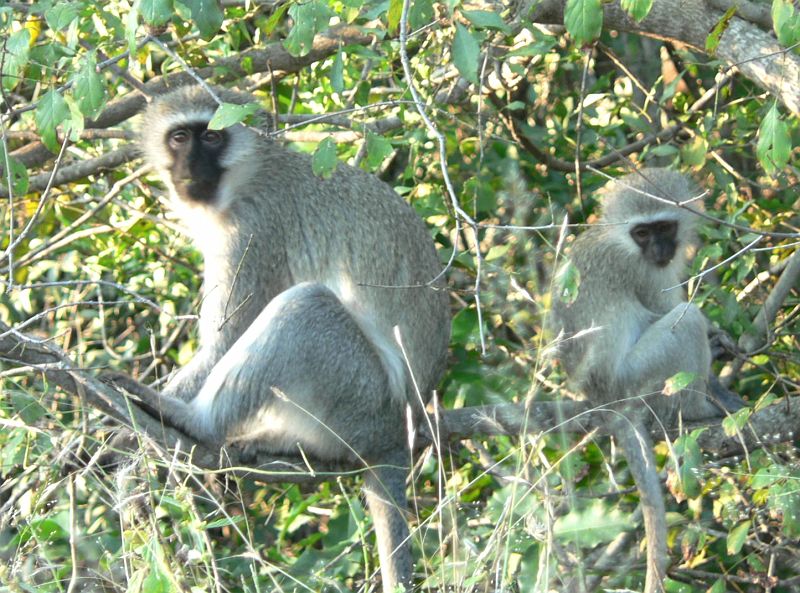 JAR 323_makak.JPG - Makakové na to jen nevěřícně koukají.